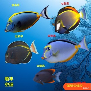 七彩天狗金毛火箭吊倒吊类食藻除藻海水鱼海水缸观赏鱼