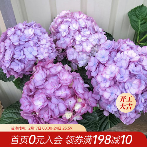 海蒂耐苗园绣球花花艾薇塔重瓣大花紧凑的阴庭院露台植物花卉盆栽