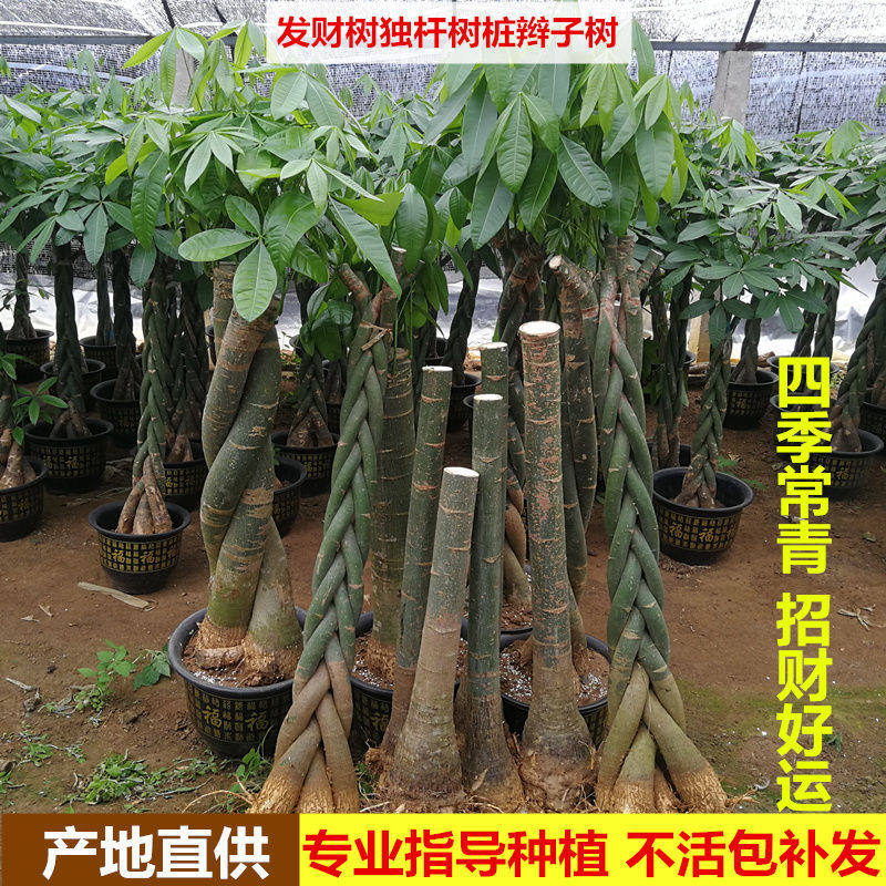 盆棵树大型发财树盆栽辫子财内招室绿植吸附甲醛客厅大景好养