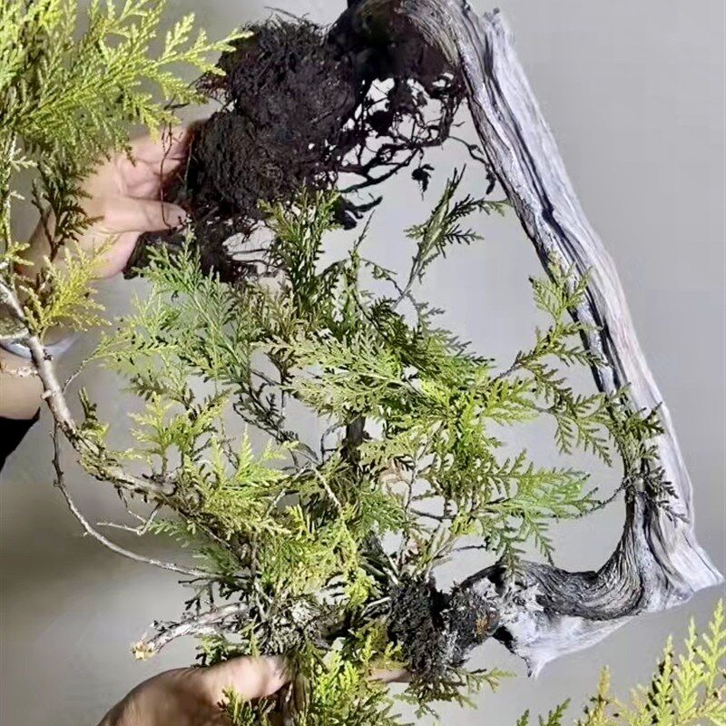 山采崖柏盆景素材 真柏侧柏老桩 黑松五针松黄杨四季常青室内阳台