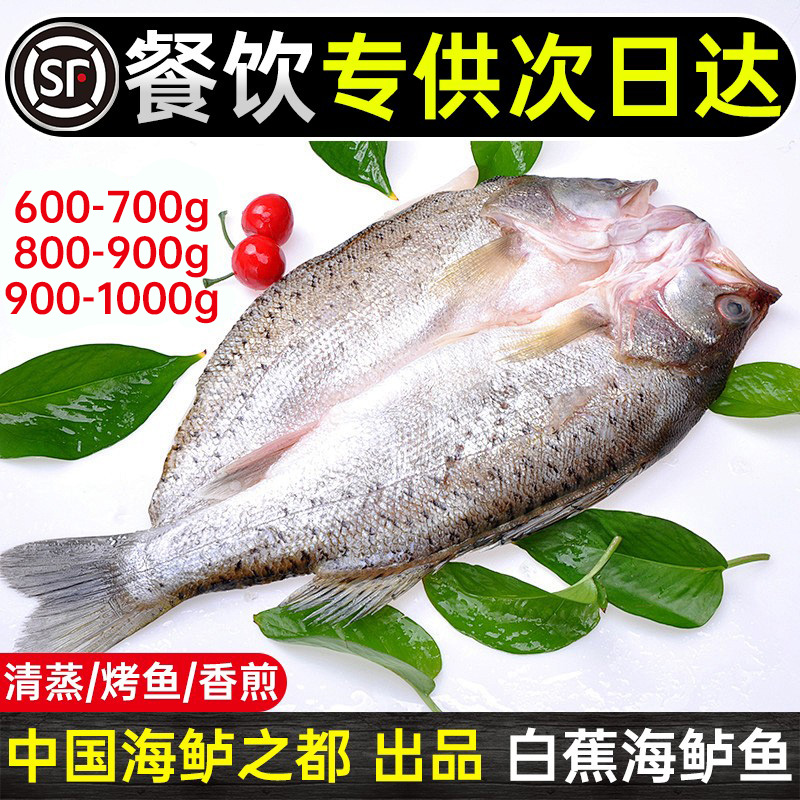 新鲜海鲈鱼开背商用半成品