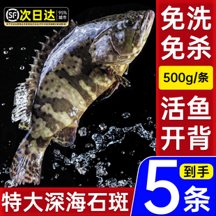 石斑鱼鲜活冷冻龙胆老虎斑烤鱼半成品海鱼开背清蒸鱼海鲜水产超大