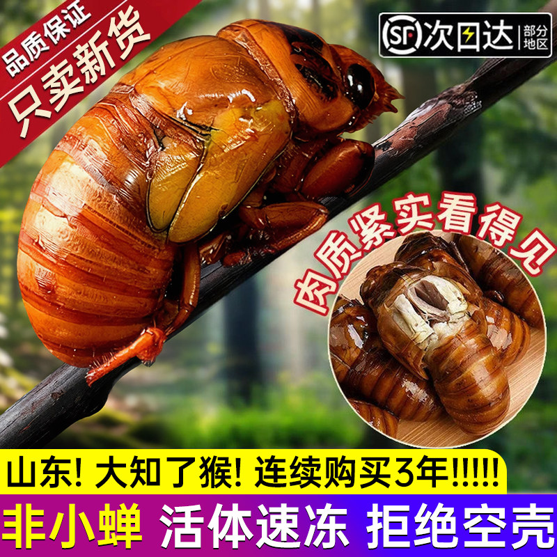 山东大知了猴新鲜活体金蝉冷冻结了龟爬叉猴蛋白非蚕蝉蛹顺丰包邮