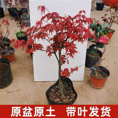 中国名贵红枫盆景树苗四季好养绿植物室内桌面盆栽老桩耐寒红舞姬