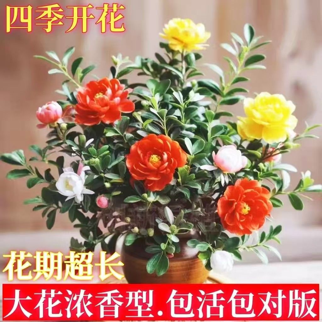 精品耐寒米兰盆栽四季重瓣青杨室内外花卉阳台好养盆景