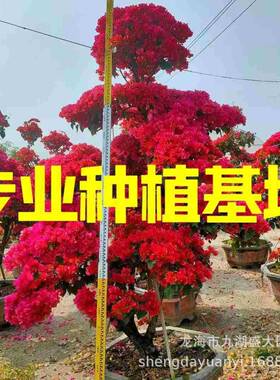 福建造型红花三角梅多色彩色紫色三角梅桩景五颜六色勒杜鹃