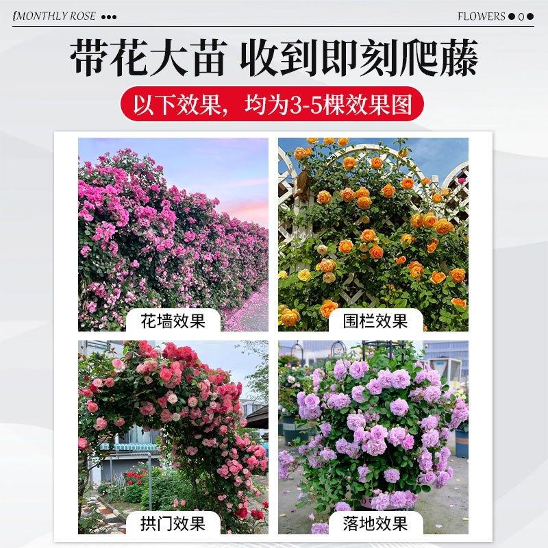 【米大苗】苗藤本月季爬藤植物特大花四季开花卉盆栽玫瑰,鲜花速递/花卉仿真/绿植园艺,月季/蔷薇/玫瑰,淘宝优惠券,粉丝福利购,淘宝优惠卷