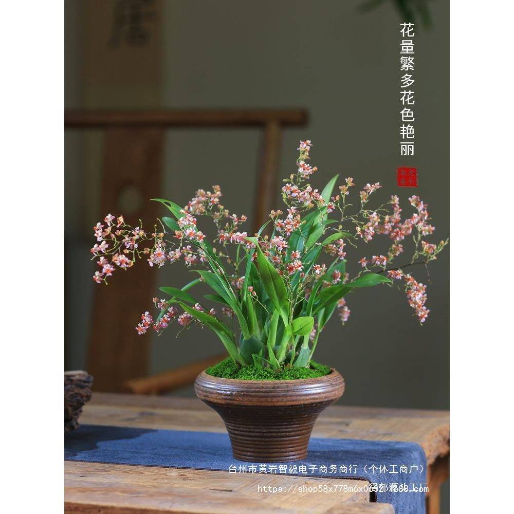 **梦香兰盆栽带花苞发货文心兰开花植物室内庭院桌面观花盆景绿植