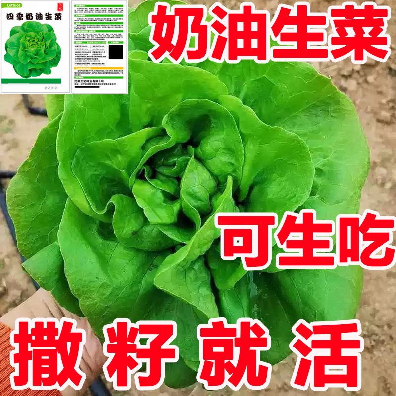 兰妃蔬菜种子四季奶油生菜种子