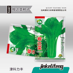 根达菜君达菜种子牛皮菜籽蔬菜种孑阳台盆栽君达菜高产莙荙菜种子