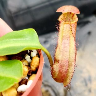 地黑高笼子 特种非常漂亮品食虫植物维奇交劳氏交地低猪笼草宝