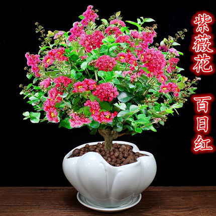 紫薇花盆栽百日红树苗室内外耐热植物四季观花卉阳台庭院好养绿植