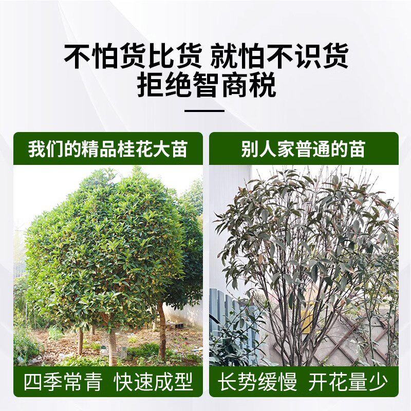八月桂外树苗大树开桂丹桂庭院别墅地栽四季桂绿植好养室内花金花