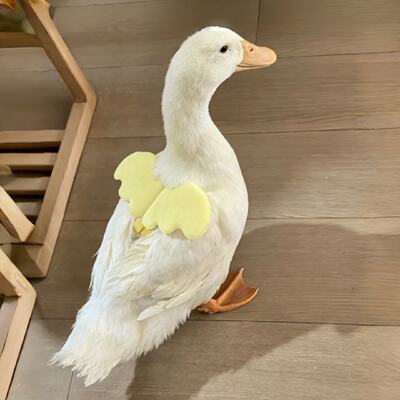放心出行柯尔鸭牵引绳溜鸭绳背带式天使翅膀服饰小宠外出鸡鹅