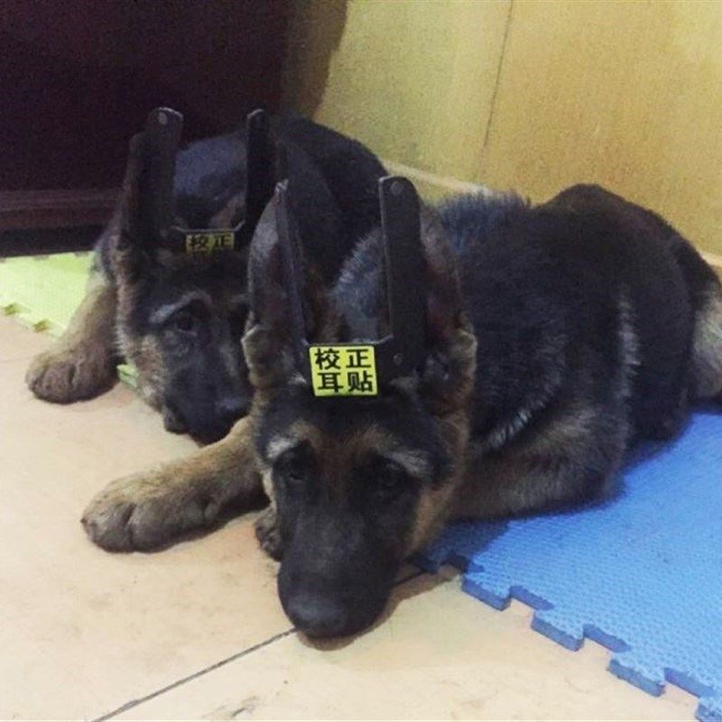 德牧大丹狼青专用立耳器宠物狗立耳贴矫正器耳朵支架耳贴耳拖,宠物/宠物食品及用品,更多日用品,淘宝优惠券,粉丝福利购,淘宝优惠卷