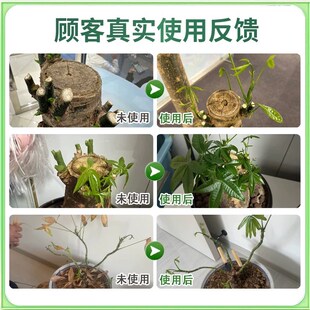 爆芽素原液三角梅月季桂花多肉植物通用优芽素老桩生根催芽分化剂