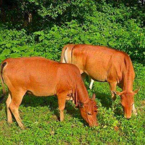 新鲜黄牛胸排骨正宗散养黄牛肉带骨带肉牛骨 原切牛胸骨牛排清真