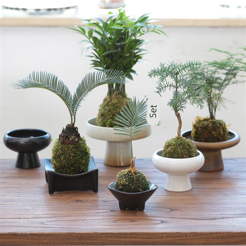 创意苔藓高脚陶瓷托盘花瓶水培茶点干果绿植客厅餐桌摆件,家居饰品,花瓶,淘宝优惠券,粉丝福利购,淘宝优惠卷