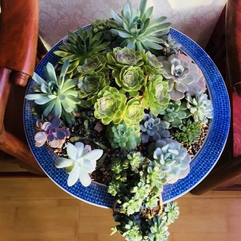 锘铧 多肉灯补光灯生长灯 多物组合盆栽 全光照育苗灯家用,家装灯饰光源,植物生长灯,淘宝优惠券,粉丝福利购,淘宝优惠卷