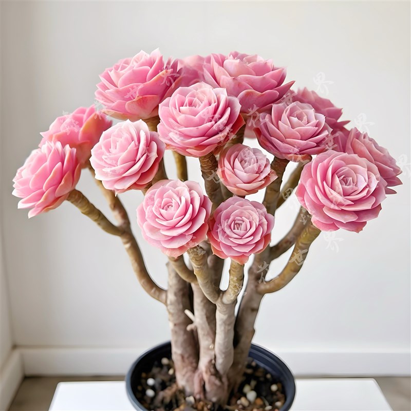 多肉植物稀有初恋粉法师老桩室内阳台美观盆栽绿植花好养活