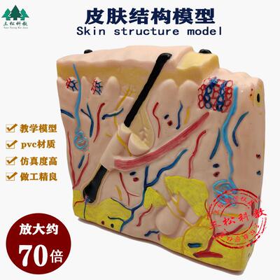 33215皮肤结构模型小立体皮肤结构生物教学仪器实验器材