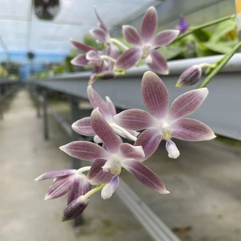紫玉美人P.speciosa 咖啡灰色紫/原种盾花蝴蝶兰/有香味