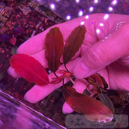 建议养殖 辣椒榕兰 新手芯种 新品血