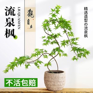 造型黄金流泉枫盆栽植物客厅室内外大型观叶绿植落地盆景四季好养