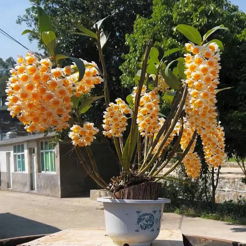 球花石斛兰春夏四季常青室内阳台庭栽盆院观赏绿植物花卉寄生吊兰