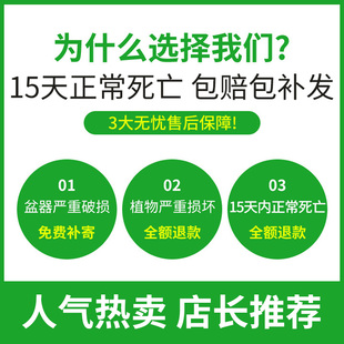 绿萝盆栽室内好养客厅吸花卉植物大叶长藤大盆绿箩水培除甲醛绿植
