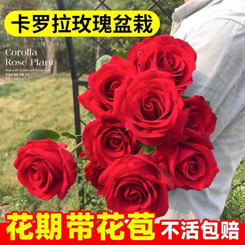 月季玫瑰花苗四季花卉好养活耐寒耐热阳台盆栽绿植物,鲜花速递/花卉仿真/绿植园艺,月季/蔷薇/玫瑰,淘宝优惠券,粉丝福利购,淘宝优惠卷