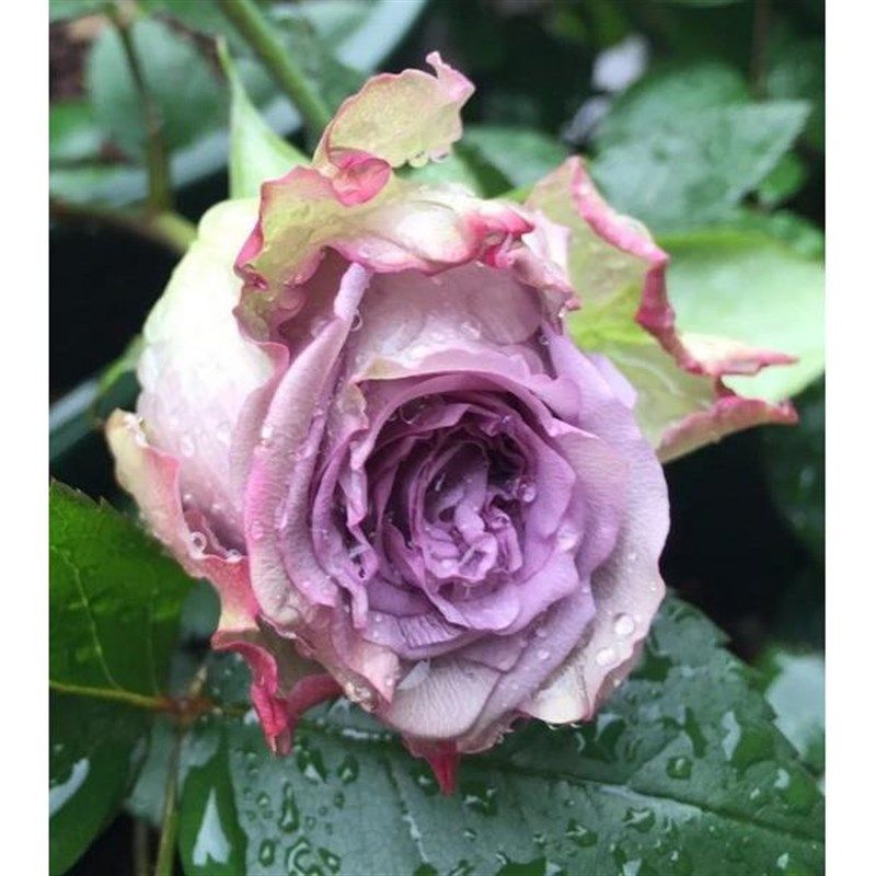 多姿桃灌木月季花大苗大花浓香四季玫瑰阳台庭院绿植花卉盆栽植物,鲜花速递/花卉仿真/绿植园艺,月季/蔷薇/玫瑰,淘宝优惠券,粉丝福利购,淘宝优惠卷