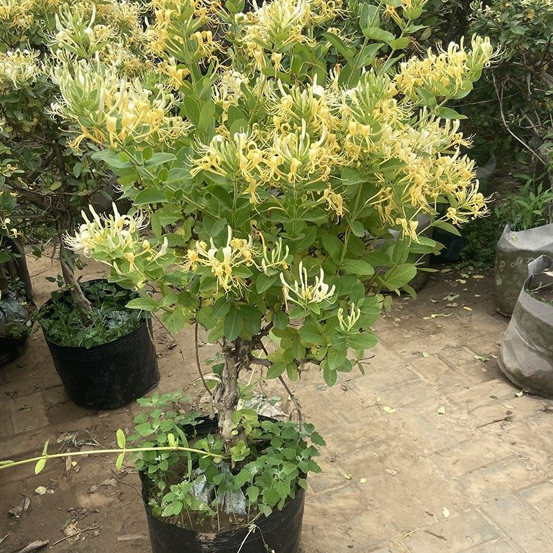 金银花树苗藤蔓爬藤盆栽地栽老桩浓香可四季开花阳台庭院,鲜花速递/花卉仿真/绿植园艺,绣球/木绣球/木本植物,淘宝优惠券,粉丝福利购,淘宝优惠卷