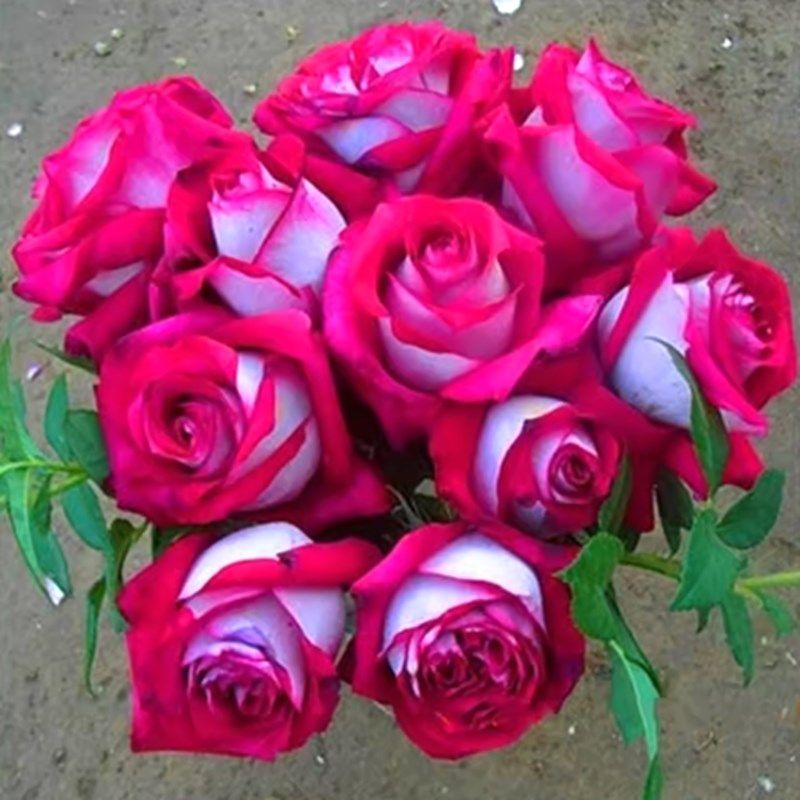 莫妮鲁奇玫瑰月季花苗浓香四季开花玫瑰耐寒耐热阳台庭院盆栽,鲜花速递/花卉仿真/绿植园艺,月季/蔷薇/玫瑰,淘宝优惠券,粉丝福利购,淘宝优惠卷