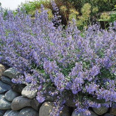 2株猫薄荷荆芥苗盆栽带土大叶小叶香草植物阳台庭院室内外四季种