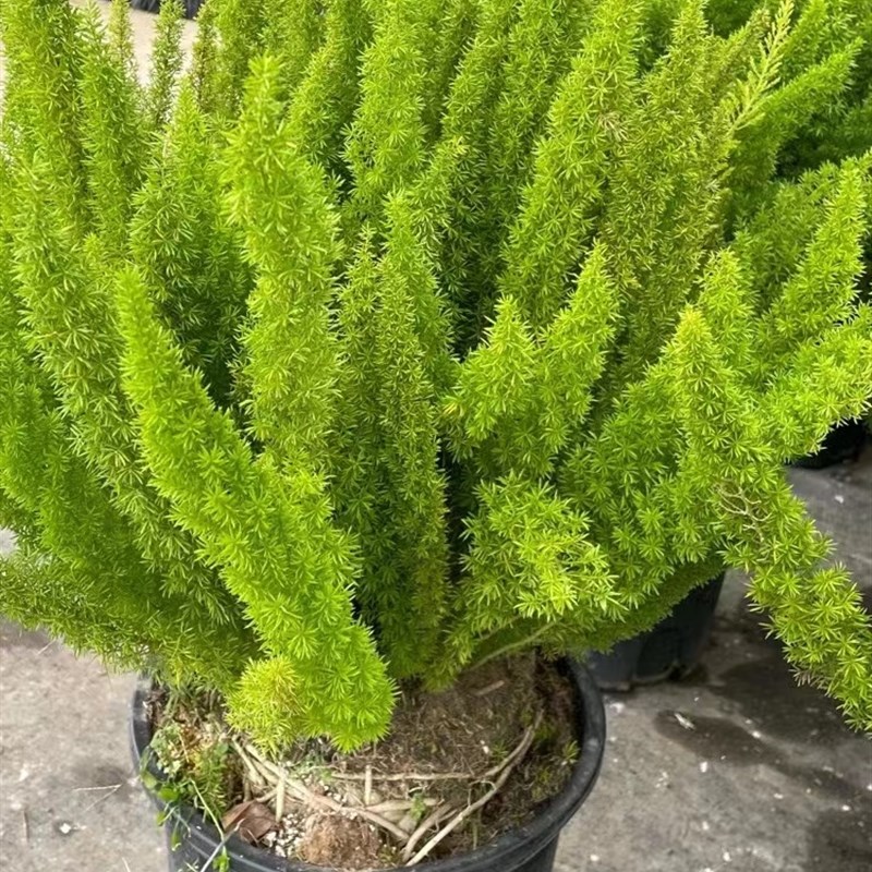 狐尾天门冬台栽植物香园庭院阳盆造景绿植常青树广州供货直发花港