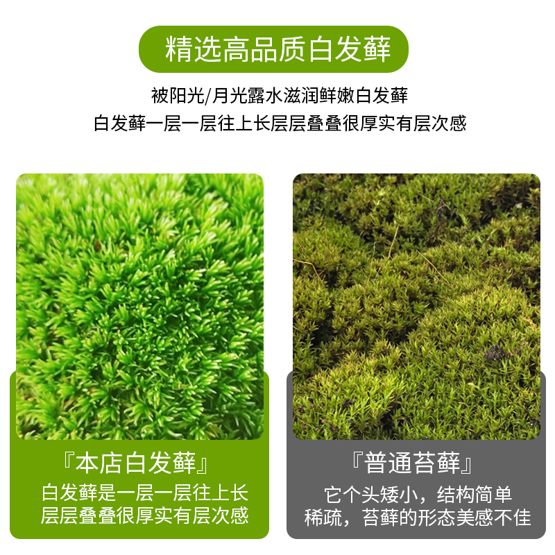 桌面植物景观玻璃生态瓶绿植苔藓成品好养创意绿植室内装饰摆件