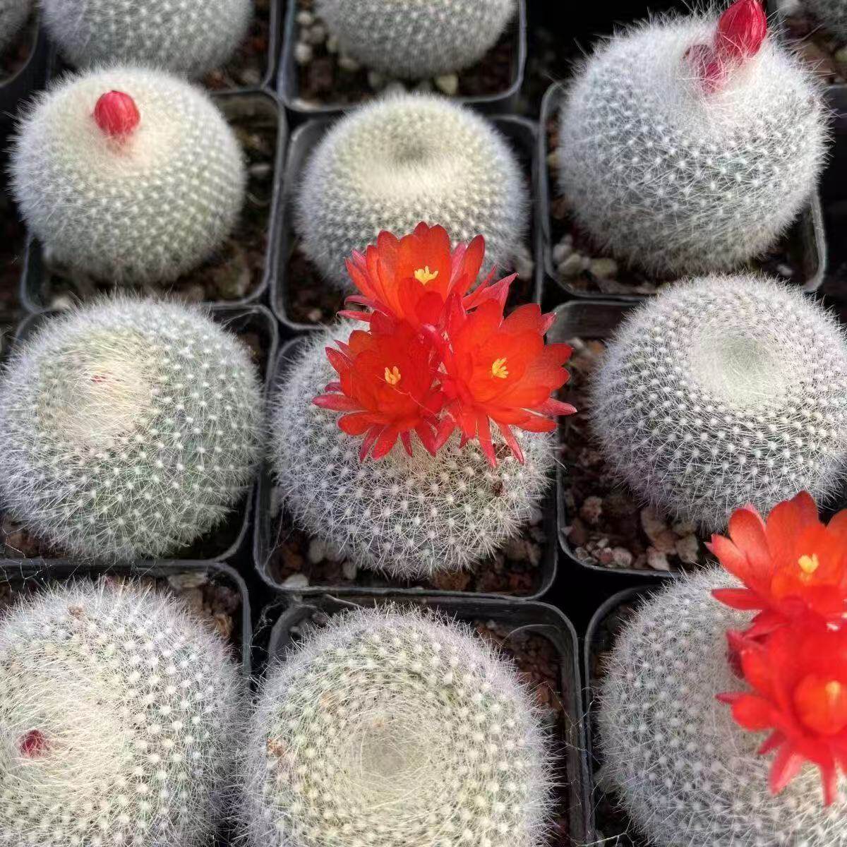 白雪光实生开花仙人球软刺多肉植多肉植物