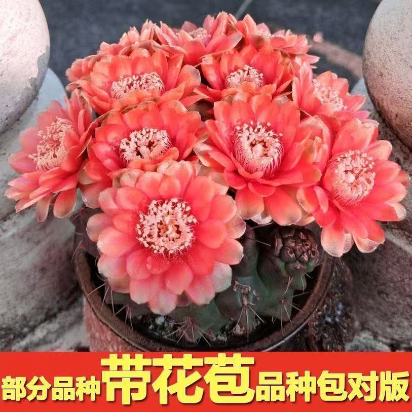 开花仙人球仙人掌带花苞阳台盆栽植物好养室内绿植四季开花绯花玉图片