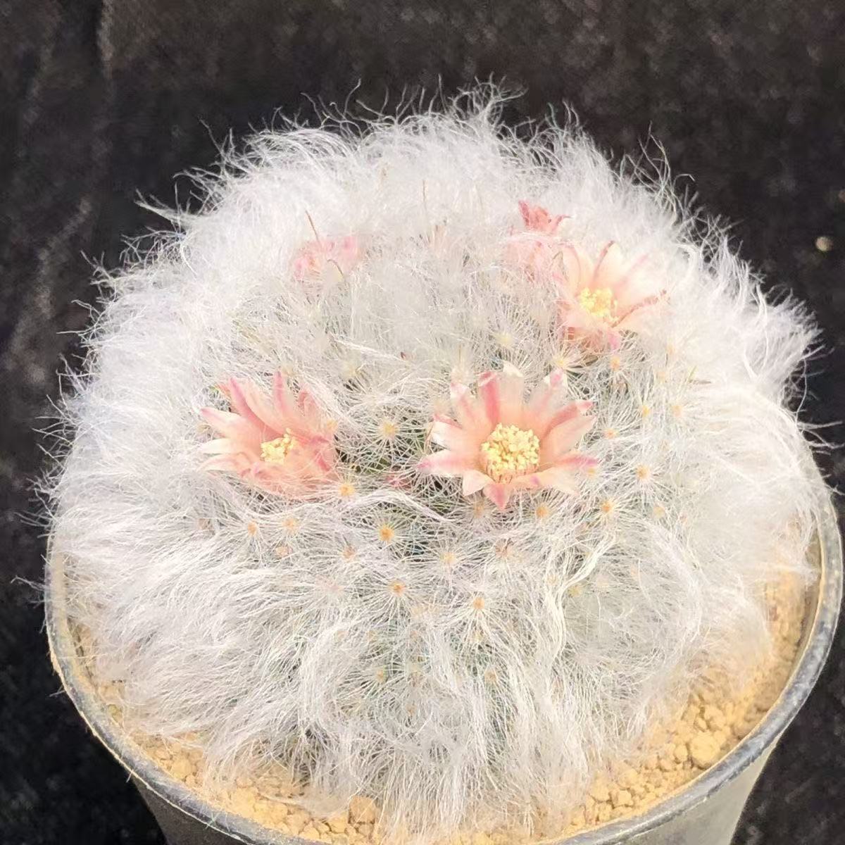 开花白云高砂仙人球多肉植物室内实生桌面软毛办公室绿植盆栽