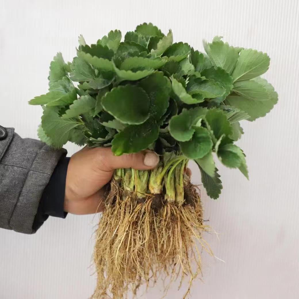 四季奶油草莓苗盆栽秧苗地栽室内室外阳台庭院种植南北方当年结果