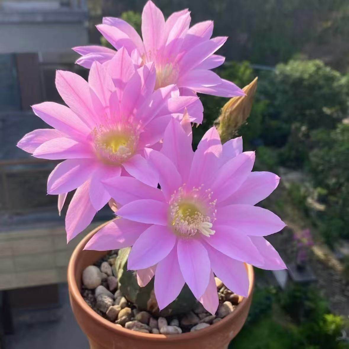 群开短毛丸仙人球清香型大花仙人掌实生阳台好养防辐射多肉盆栽,鲜花速递/花卉仿真/绿植园艺,多肉植物,淘宝优惠券,粉丝福利购,淘宝优惠卷