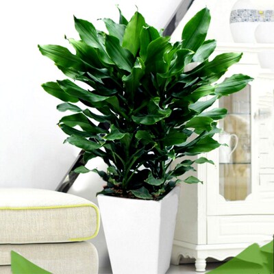 大型螺台铁植物花四盆栽客厅办公室室内阳纹卉季常青绿植大富贵
