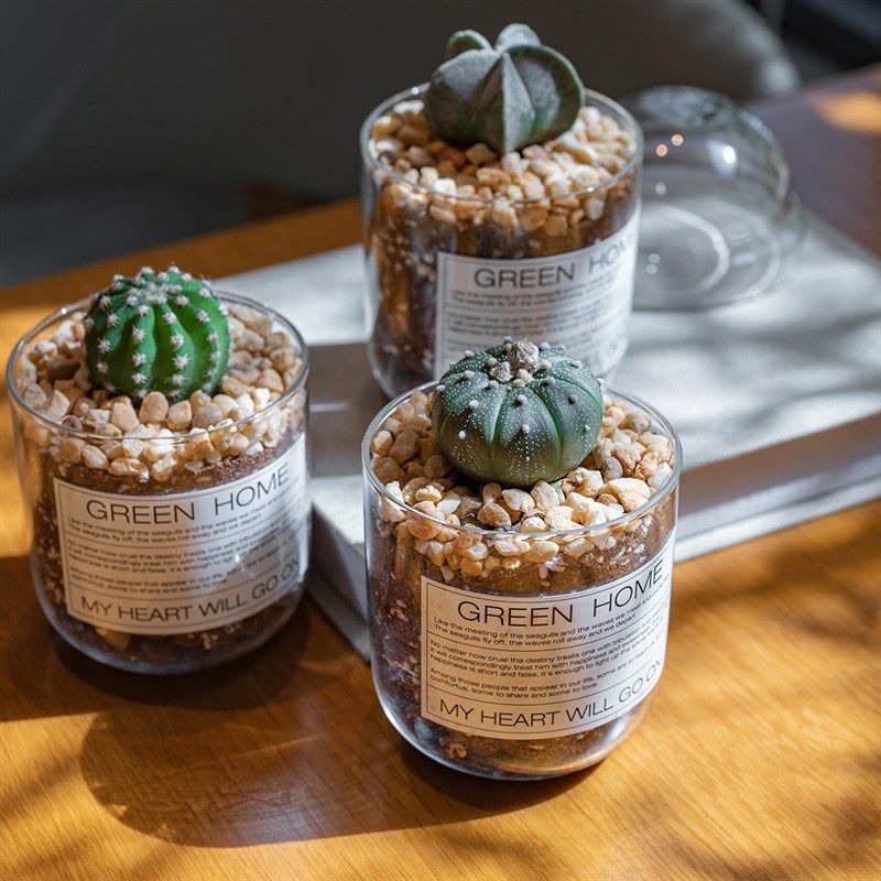 ofa玻璃咖啡杯仙人球掌多肉绿植物礼品企业耐旱好养活,鲜花速递/花卉仿真/绿植园艺,多肉植物,淘宝优惠券,粉丝福利购,淘宝优惠卷