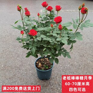 好棒糖月季 开花小玫瑰棒养活植物 卉院阳台花园绿植花庭盆栽四季