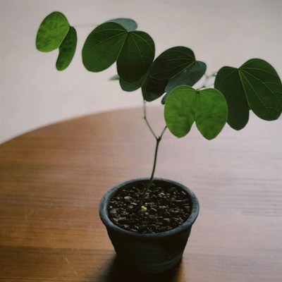 金丝红木盆栽小叶绿植清秀文雅秀气桌面小盆景办公桌茶台室内