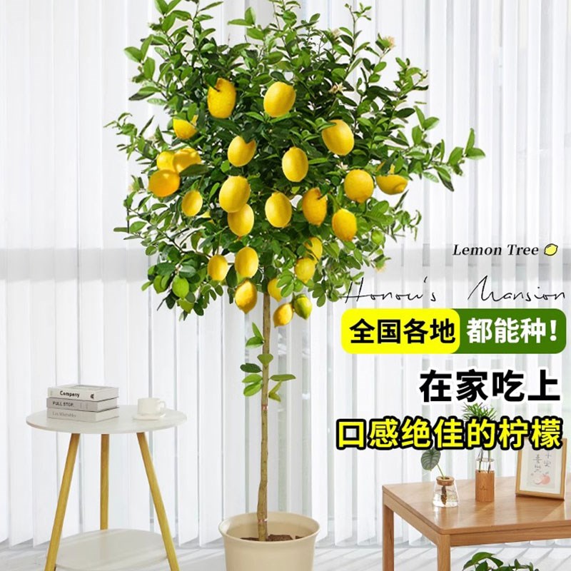 香水柠檬树盆栽带果客厅室内绿植老桩高杆阳台旺宅常青可食用顺丰