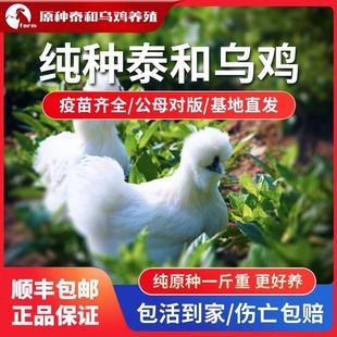 正宗泰和原种乌骨乌鸡活苗农家散养脱温乌鸡仔大小鸡公母顺丰