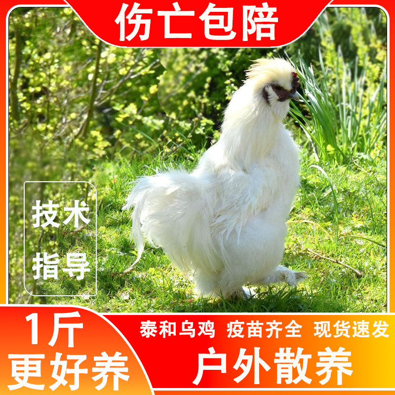 鸡活苗一斤纯种泰和乌鸡半斤白凤乌骨鸡活物户外散养半大鸡苗活体,农用物资,动物种苗,淘宝优惠券,粉丝福利购,淘宝优惠卷