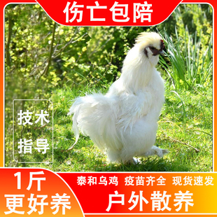 鸡活苗一斤纯种泰和乌鸡半斤白凤乌骨鸡活物户外散养半大鸡苗活体